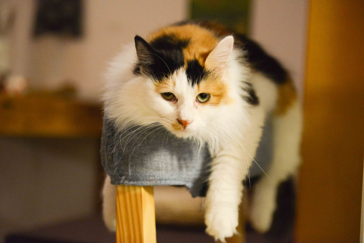 Adorable calico cat lounging indoors on a wooden stool, looking relaxed.